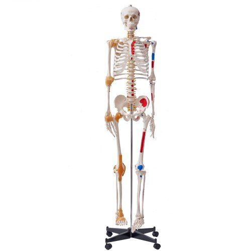 Levensgroot anatomisch skeletmodel – praktisch leren in 3D