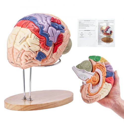Levensgroot 4‑delig Hersenmodel – Interactief Anatomisch Leerhulpmiddel