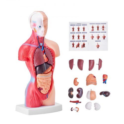 Anatomisch menselijk torso‑model – interactief leren voor studenten en docenten