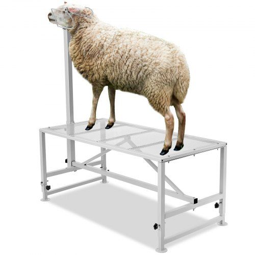 Verstelbare veehouderijstandaard voor geiten, schapen en kalveren – praktisch, robuust en makkelijk te monteren